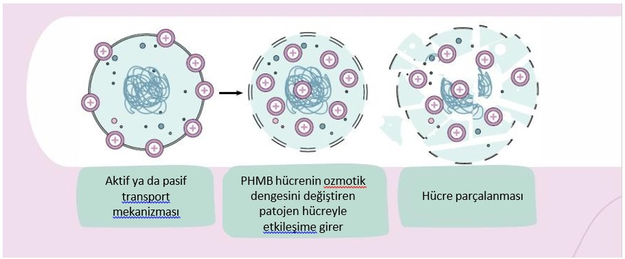 PHMB'nin bakteri membranını bozma mekanizması